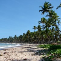 coqueiral-praia-da-cueira-em-boipeba